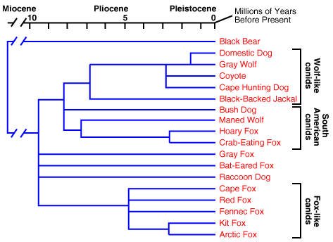 Carnivora Cladogram